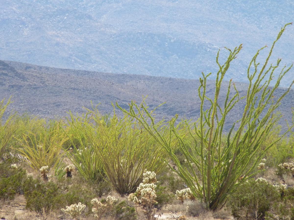Lush desert terrain provides habitat for many animals and birds