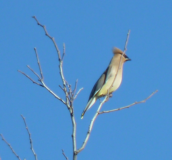 San Diego birds East County Magazine
