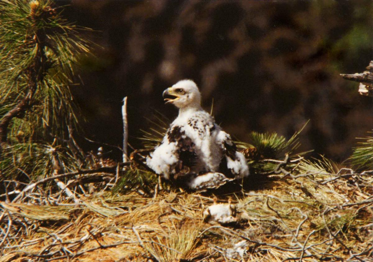 301 Moved Permanently