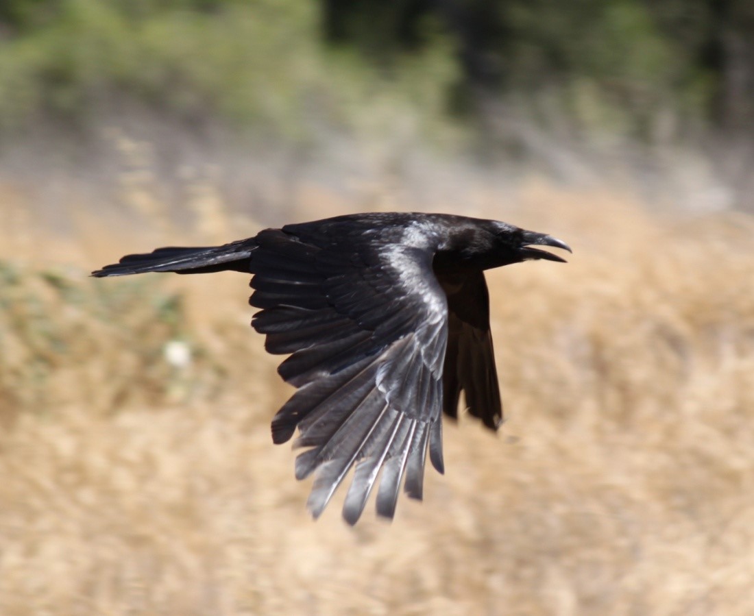 BIRD TALK THE COMMON RAVEN East County Magazine