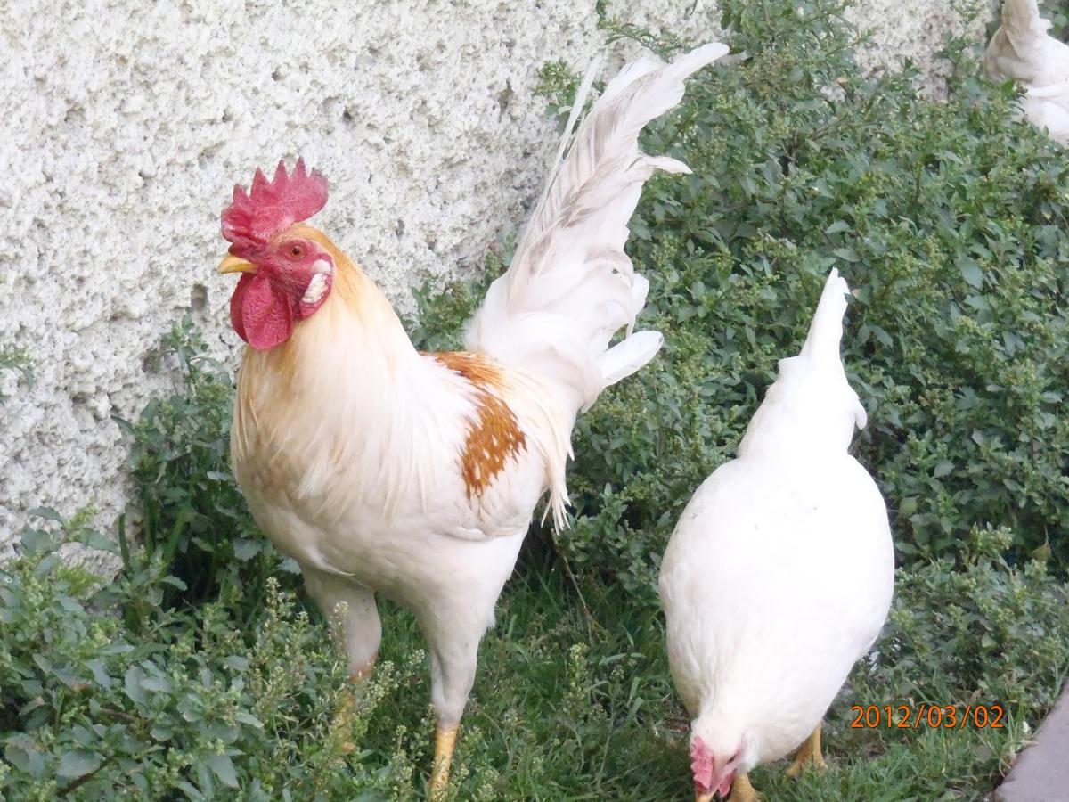 DO WIND TURBINES HARM ANIMALS? East County Magazine