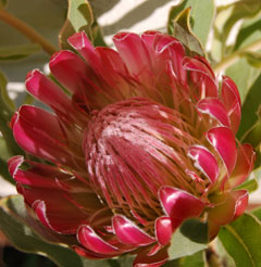 blossom valley protea