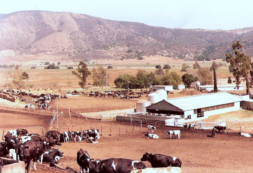 LEGENDS OF LAKESIDE VIDEO THE LAST DAIRY IN LAKESIDE East County Magazine