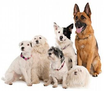 Going To The Dogs La Mesa Allows Five Per Home East County Magazine