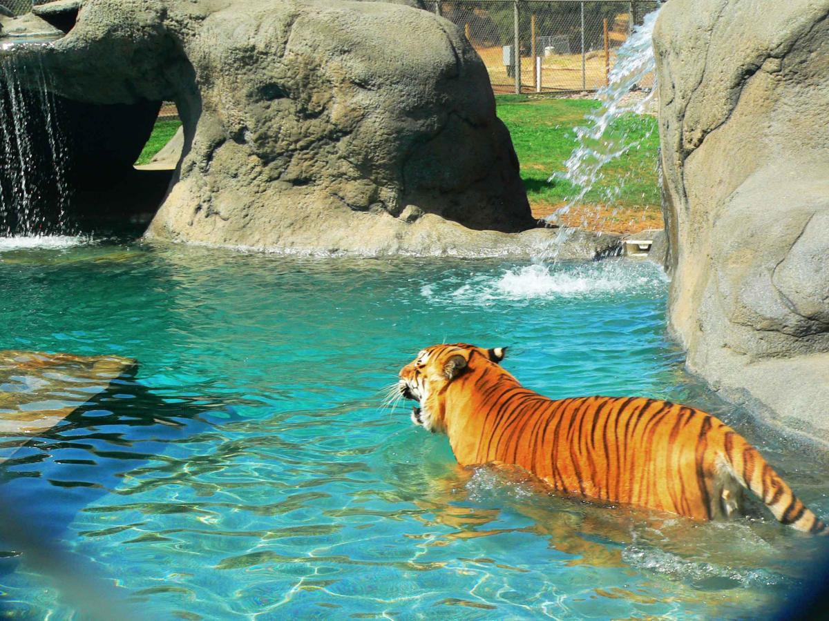Tiger