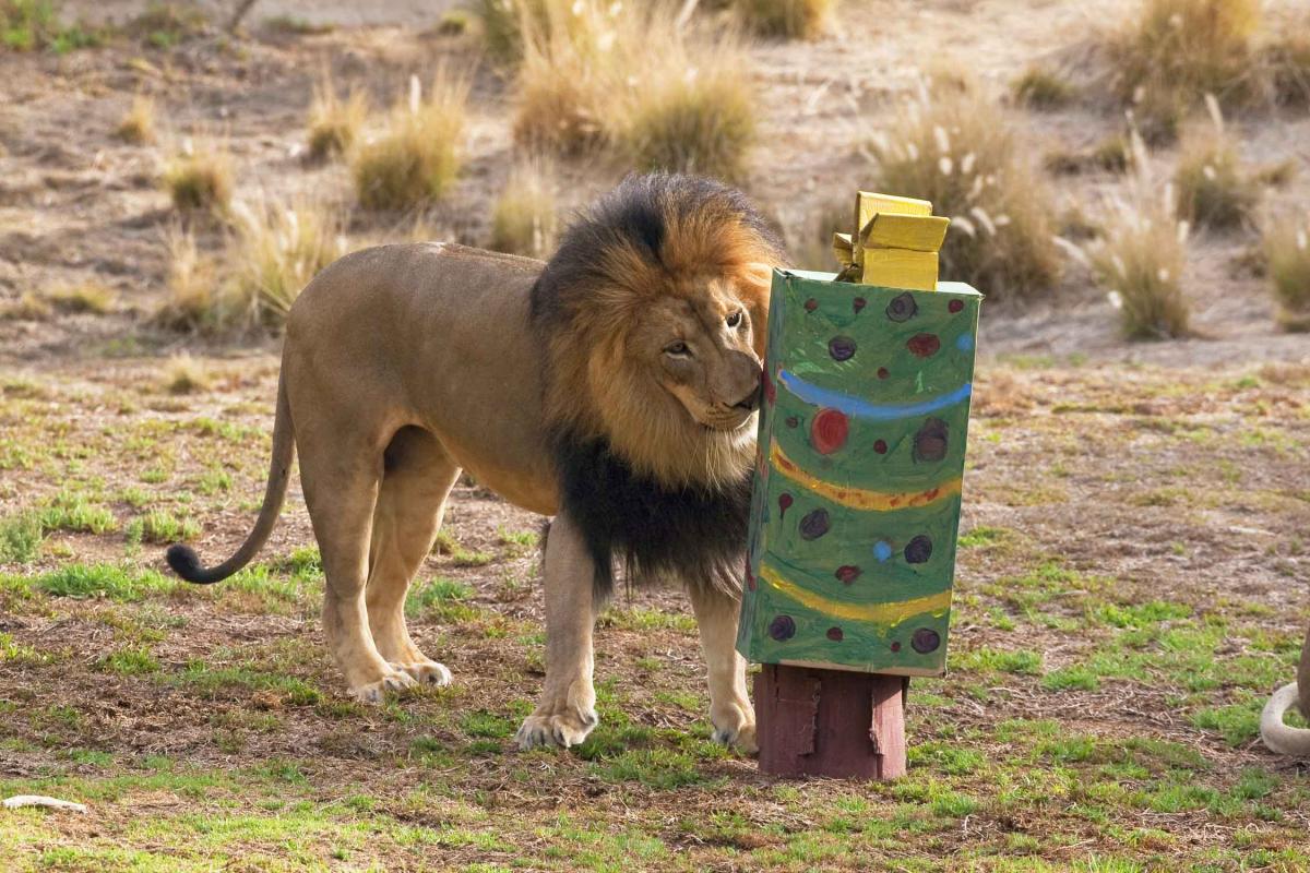 Wild Holidays At The San Diego Zoo S Wild Animal Park East County Magazine