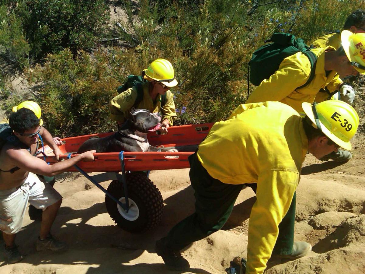 CAL-FIRE RESCUES HIKERS & SNAKE-BITTEN DOGS | East County Magazine