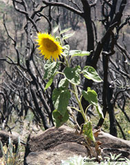 After The Fires