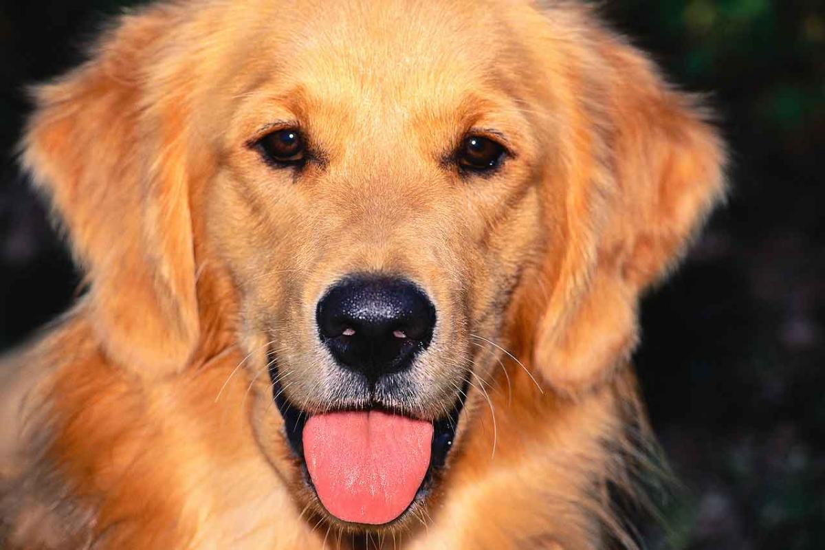 golden retriever news magazine therapy dogs needed offered in blossom valley east county magazine golden retriever news magazine therapy dogs needed offered in blossom valley east county magazine