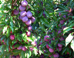 plums