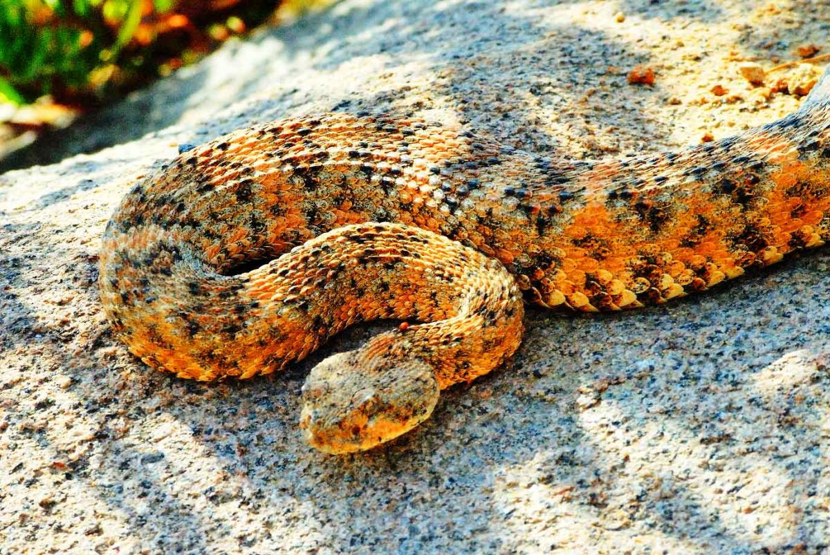 HORSE DIES OF RATTLESNAKE BITE East County Magazine