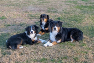 love on a leash training