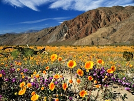 Borrego Springs Wildflowers Mountains Sky